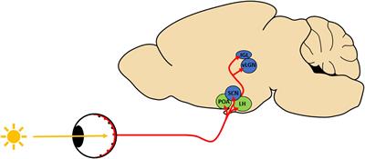 A retinal contribution to opioid-induced sleep disorders?